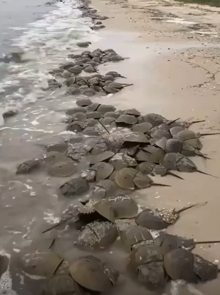 深圳湾惊现蓝血奇迹：地球唯一蓝血生物鲎，你应该感谢它