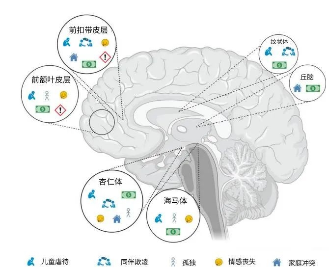 最新研究揭示：多吃苦对大脑有害，早年逆境或致终身影响